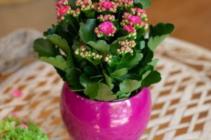 Каланхое снимка:top-flowers.com
