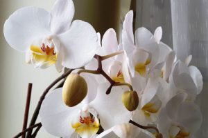 Орхидея /Phalaenopsis Orchids или Moth orchid/