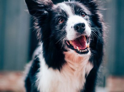 baptist-standaert-mx0denfyxic-unsplash-696x1048