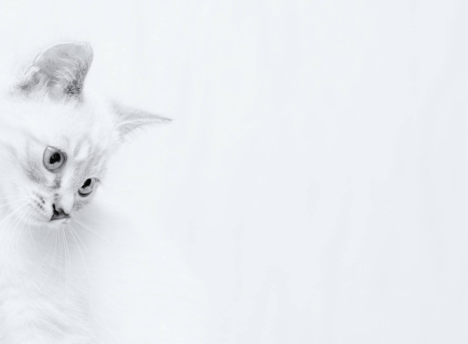cat_food-meta