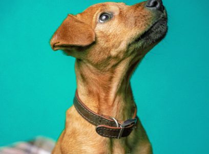 chino-rocha-ghv6yybeimm-unsplash-696x928