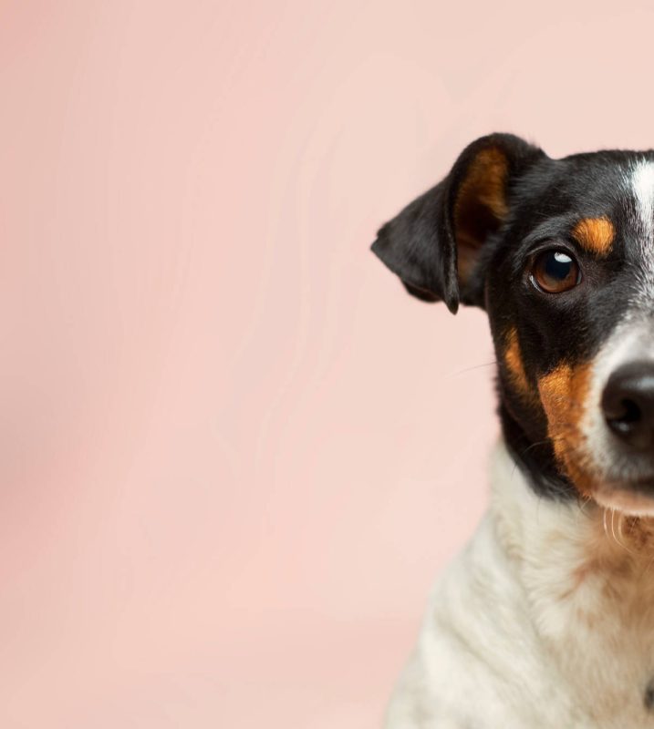 dog_behavior-meta