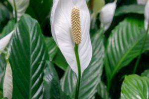 Мирна Лилия снимка:gardeningknowhow.com
