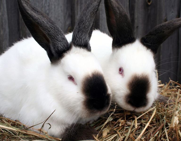 rabbit-breeds-californian-1553697102-768x766