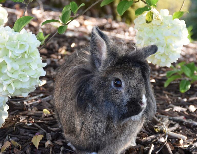 rabbit-breeds-lionhead-1553632078-768x768