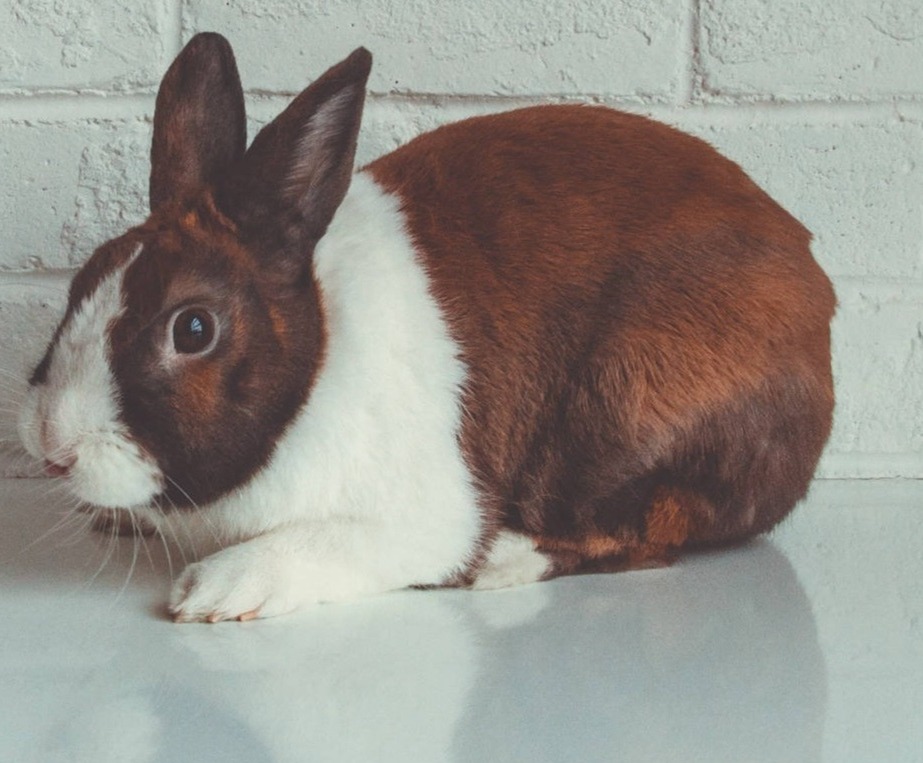 rabbit_food-meta